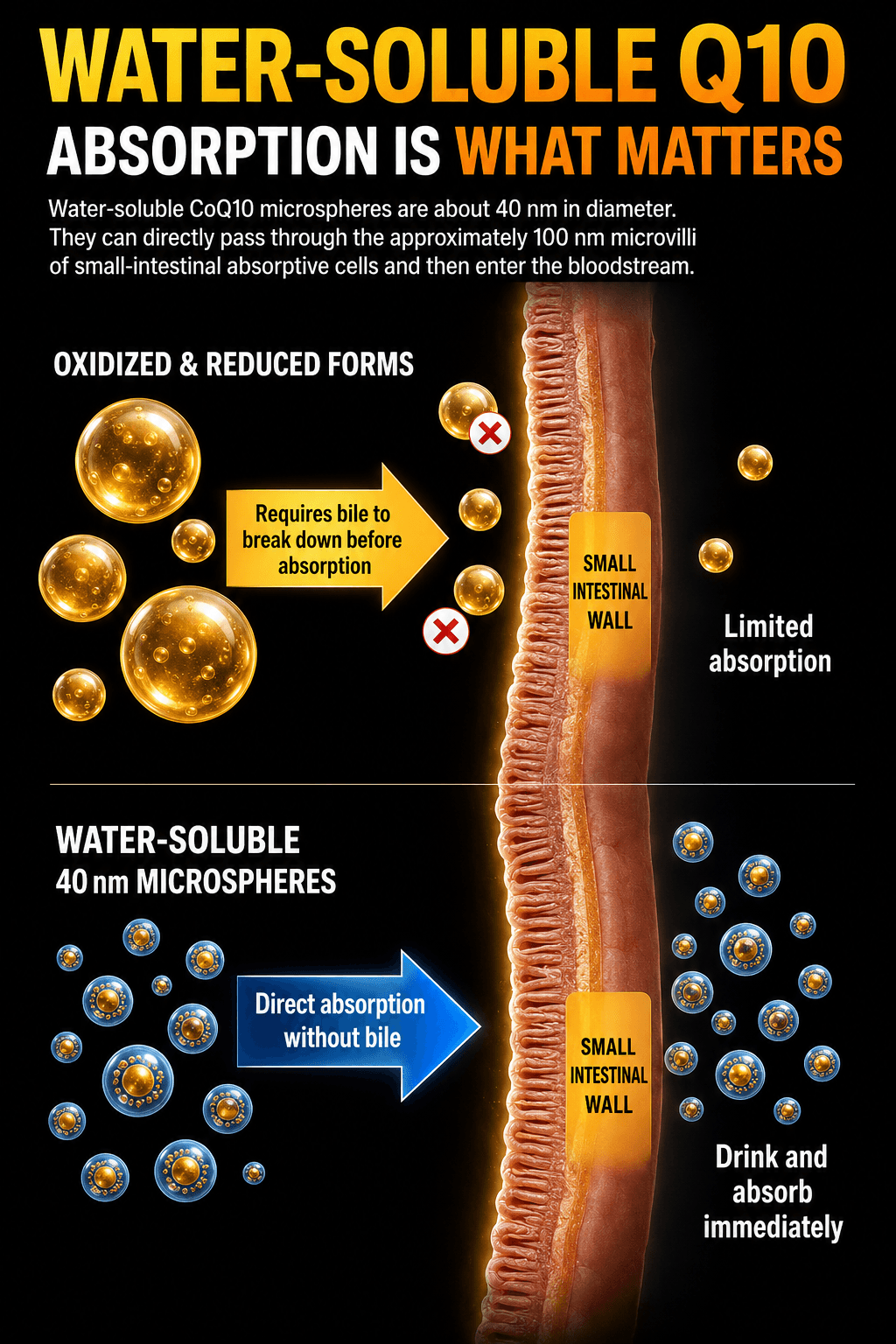 Water-soluble Q10 absorption diagram